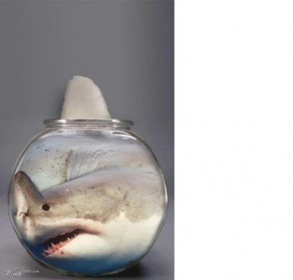 sharkbowl.jpg