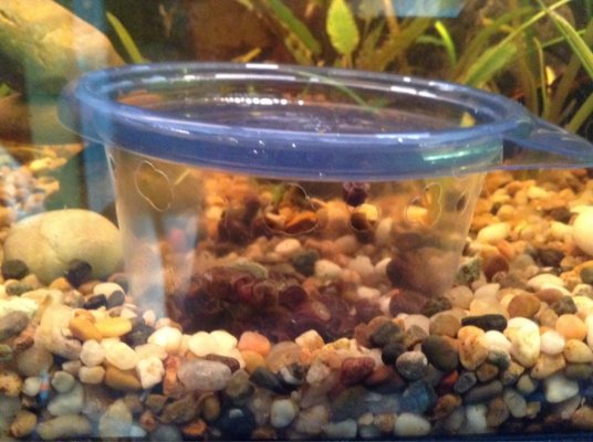 Snail Traps that Work  Aquarium Advice Forum Community