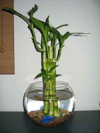 aquarium-bamboo.jpg