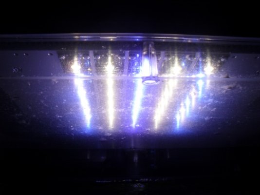 fishtank pics with LEDs 022.jpg