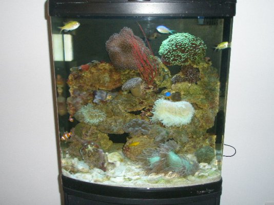 fish tank 003.JPG