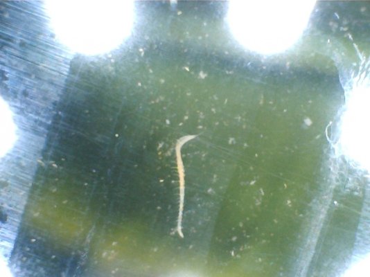 White worms in Aquiraium.jpg