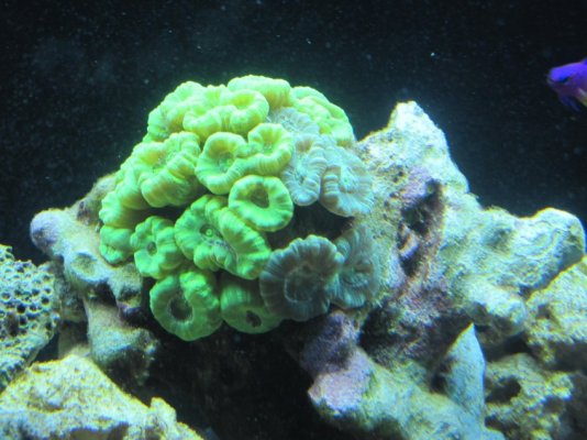 candy coral.jpg