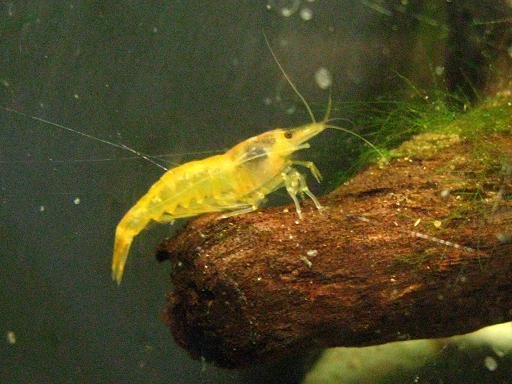 yellow shrimps.jpg