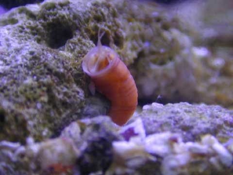 vermetid gastropod found on internet.jpg
