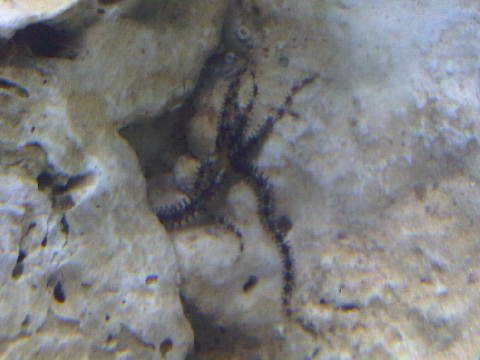 brittle star.jpg