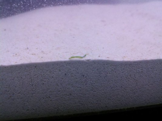 green worm.jpg