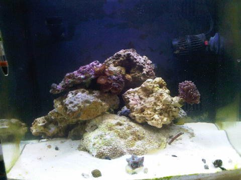fish tank pics 012.jpg