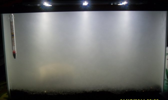 White foggy tank.jpg