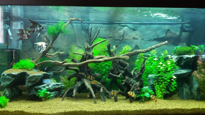 fish tank.jpg