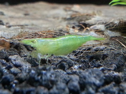 Green Babaulti Shrimp.jpg