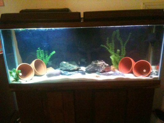 Tank mates for 4 fancy goldfish  Aquarium Advice Forum Community