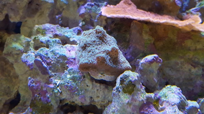 Green coral.jpg