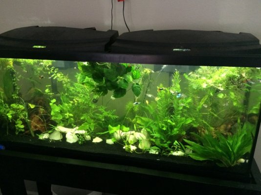 my fish tank for guppy prob.jpg