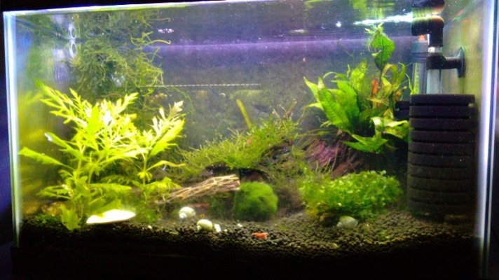 10 gal Planted Shrimp Tank.jpg