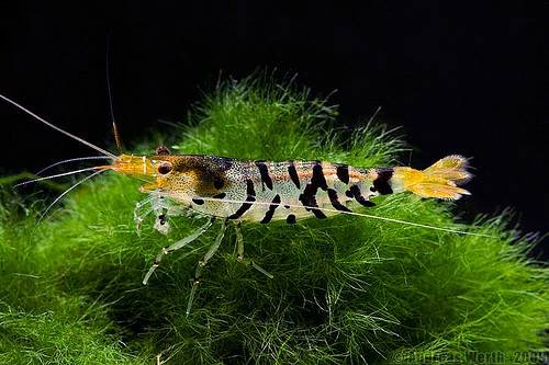 tiger-shrimp.jpg