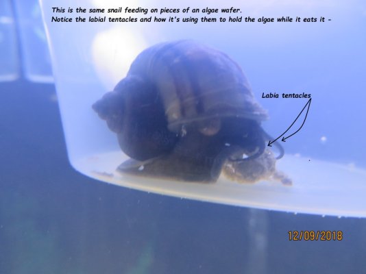 Mystery Snail eating algae.jpg