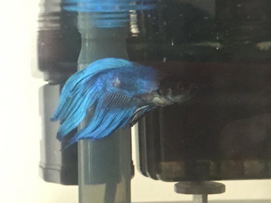 My betta is very ill and I don't know what to do