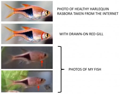 fish.jpg