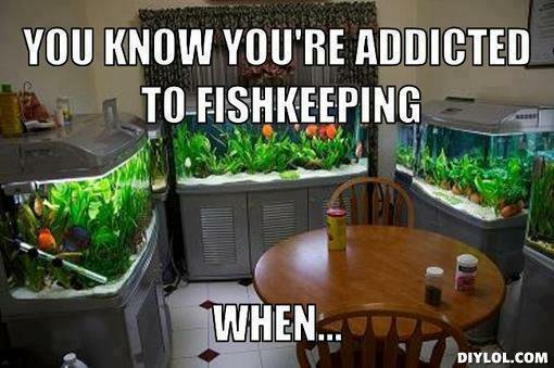 Addicted-to-Fishkeeping.jpg