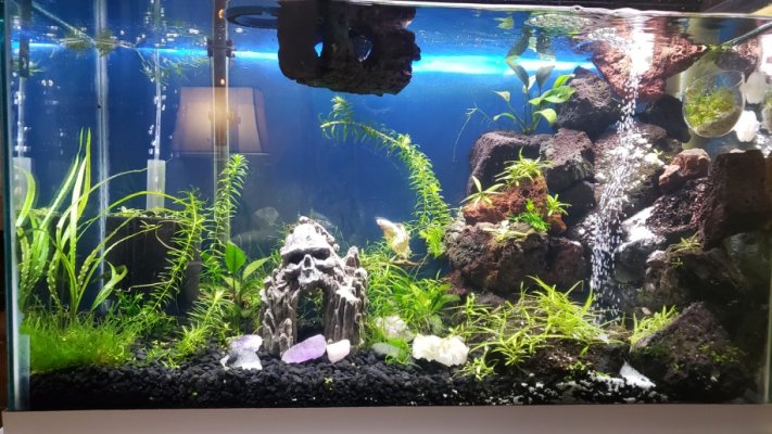Betta tank decoration ideas?  Aquarium Advice Forum Community