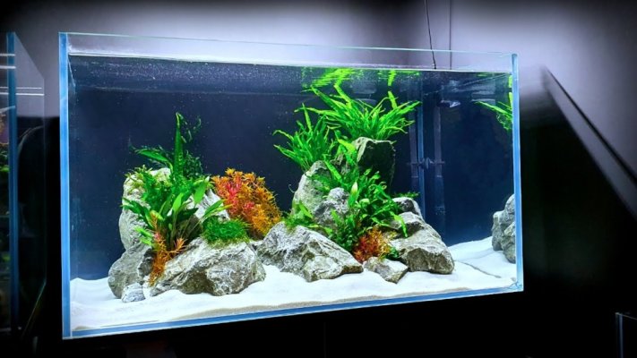 freshwater reef tank.jpg