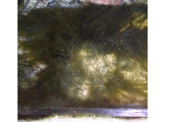 algae2_126.jpg