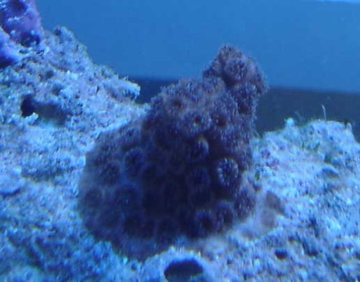 coral2_179.jpg