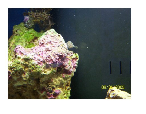aquariumadvicepic.jpg