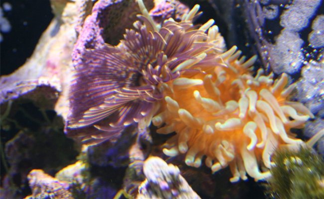 duster_and_anemone.jpg