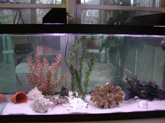 crawfish tank.jpg