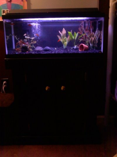 Fish tank on new stand.jpg