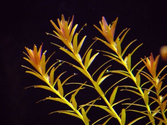 Rotala rotundifolia.jpg