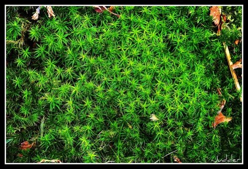 star moss.jpg