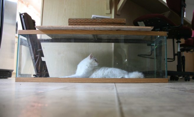 cat fish.jpg