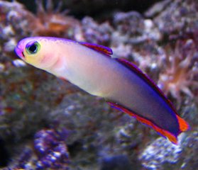 purple firefish.jpg
