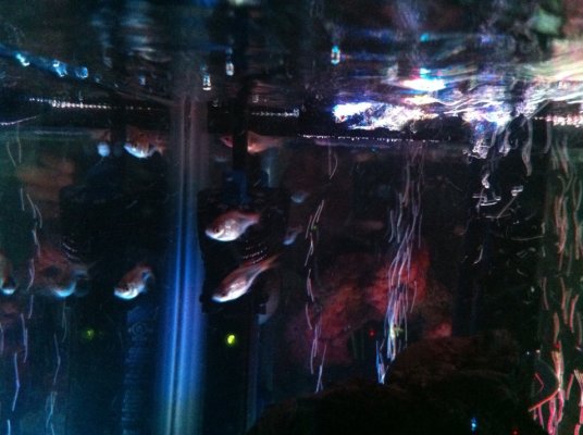 aquarium 2.jpg