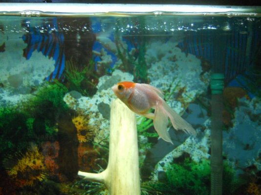Goldfish with clamped fin  Aquarium Advice Forum Community