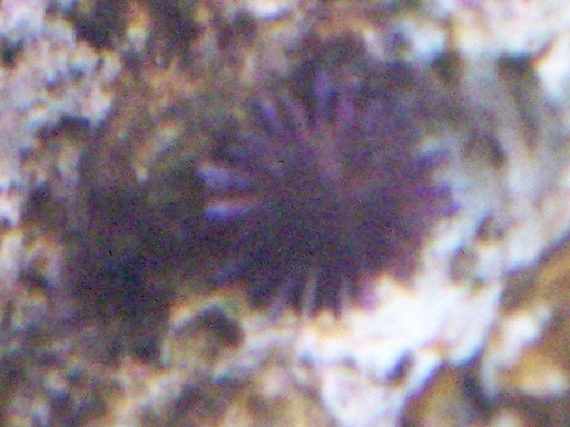 urchin1.jpg