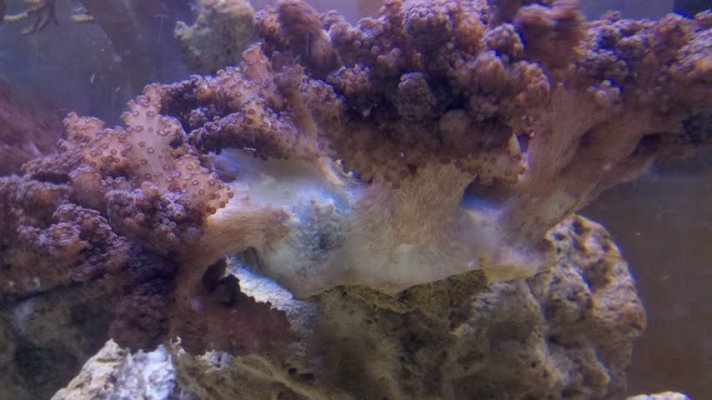 coral01.jpg