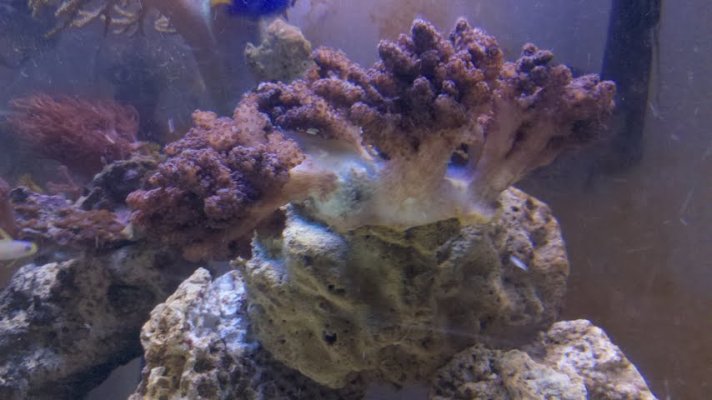 coral02.jpg