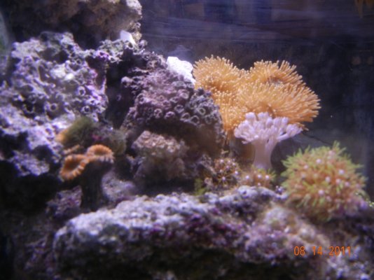 coral shot.jpg