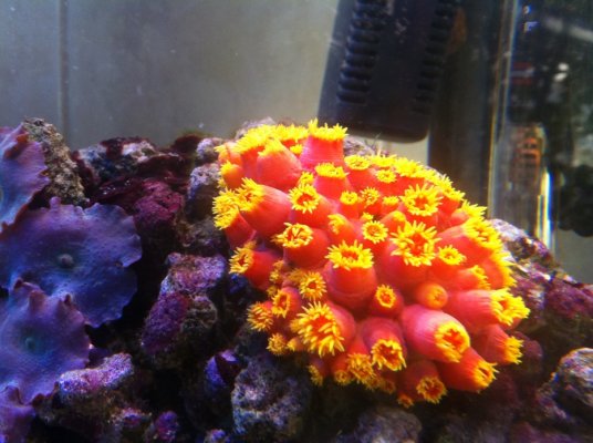 sun coral 006.jpg
