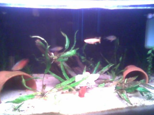 10_gallon_planted_with_guppies_and_gourami.jpg