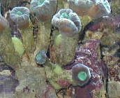 tunicates2.jpg