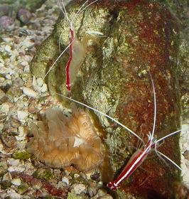 shrimp-anemone.jpg