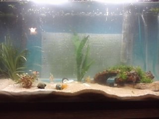 fish tank...day 1 of bark and moss wall.jpg