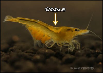 yellow_shrimp_female_saddle_th.jpg