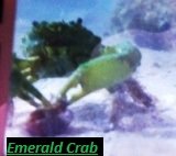 Emerald Crab 001-1.jpg