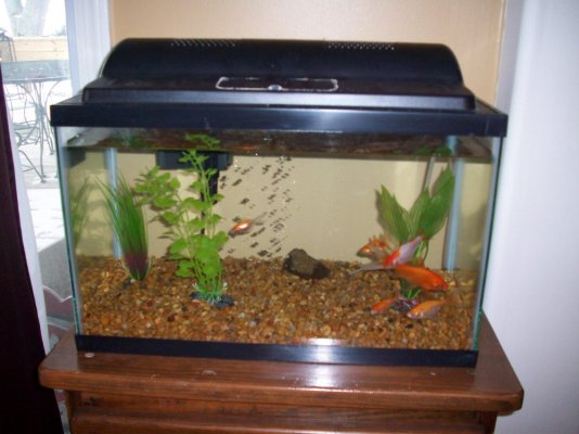 goldfish tank 002.jpg